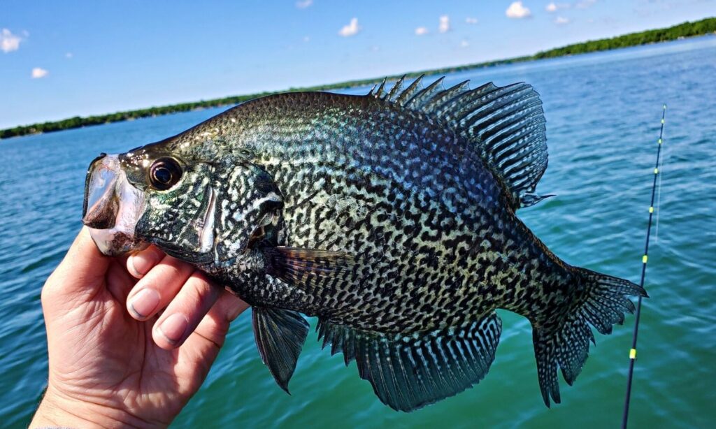 13 lakes in Otter Tail targeted for reduced sunfish limits, News