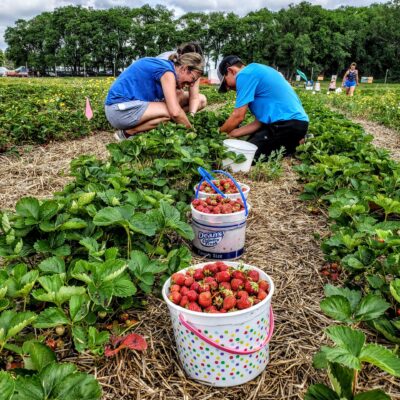 picking stawberries at otter berry farm