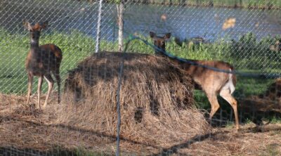 Deer Sunnybrook