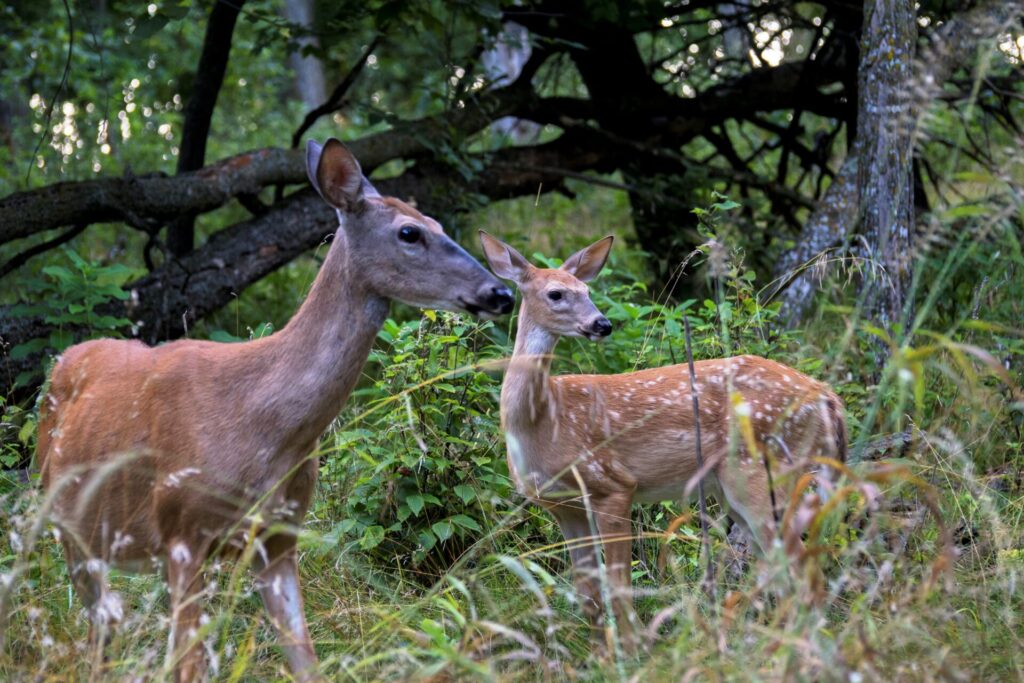 Deer for Site 4