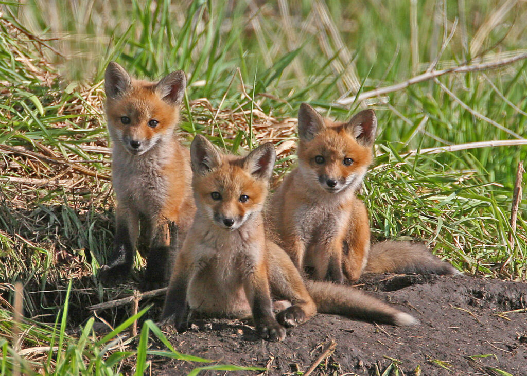 Fox Kits for Site 4