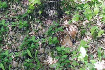 Glendalough State Park Deer