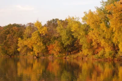 Glendalough State Park Trees