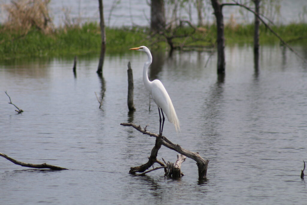Great Egret.2