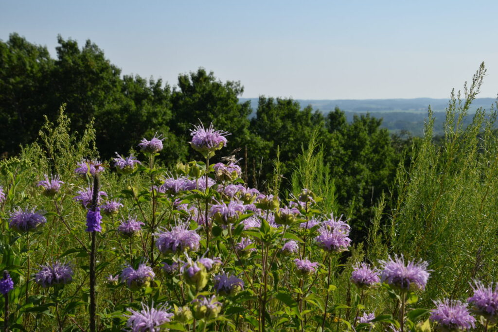 Inspiration flowers