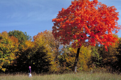 Maplewood State Park Fall Colors