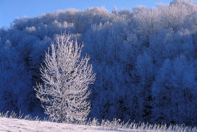 Maplewood State Park Winter