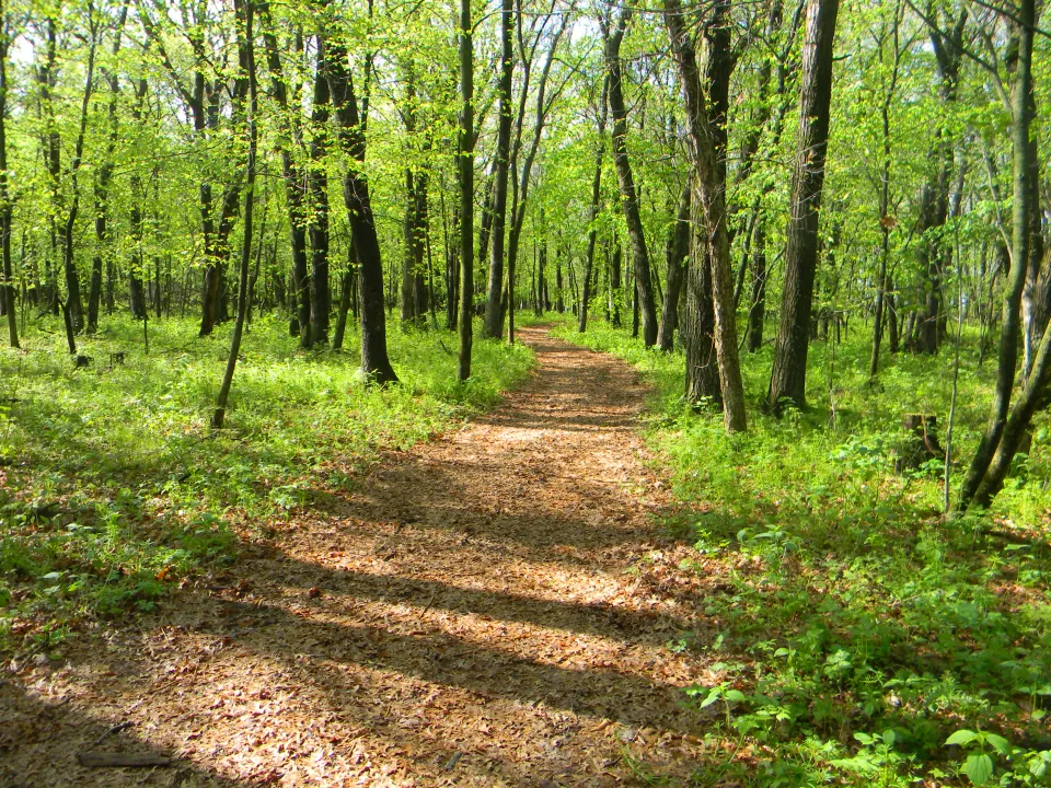 Trail in the woods.JPG