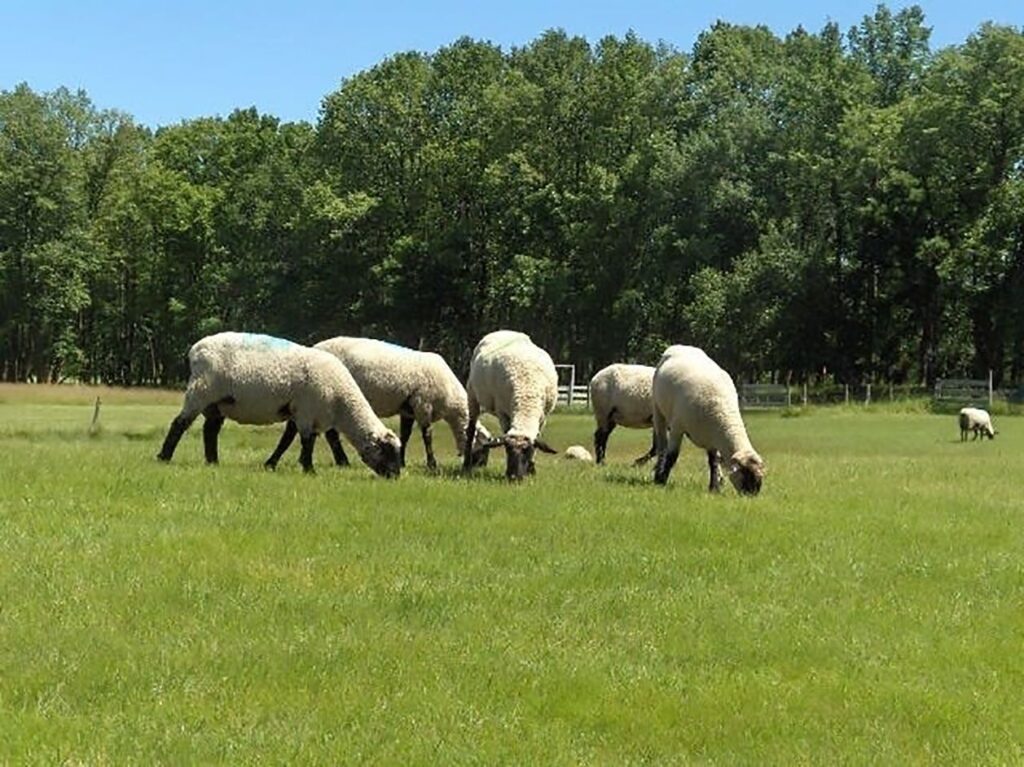 Herd of sheep grazing a grassy pasture
