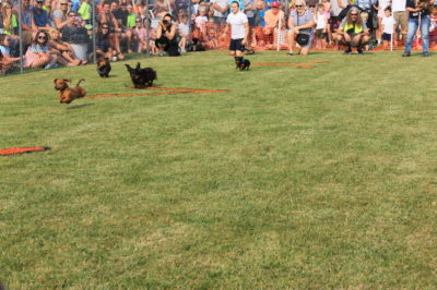 Vergas weiner dog races