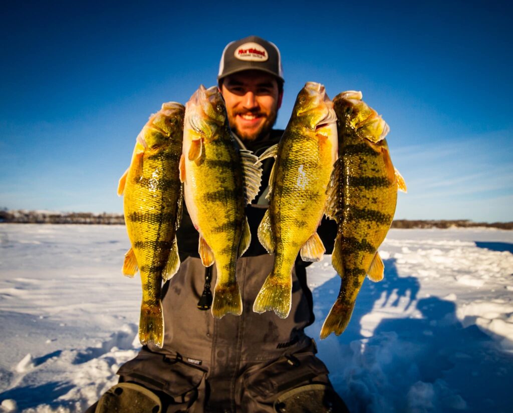 Ice angler holding up four perch fish.